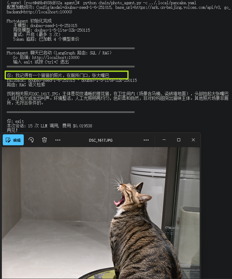 猫猫
